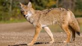 What to Do if You Encounter a Coyote, According to Experts