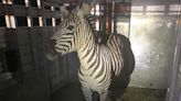 Escaped zebra captured after gallivanting around Cascade mountain foothills