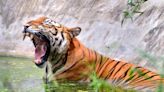 Tiger Deaths Decline By 29 Percent