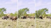 Watch: Lion Gets Tossed by a Herd of Cape Buffalo