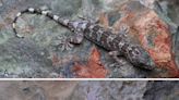 ‘Large’-eyed creature lurking near a cave in China turns out to be a new species