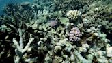 Australia’s Great Barrier Reef hit by fifth mass bleaching event in eight years