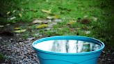 Voici pourquoi vous devez absolument placer un seau d'eau boueuse dans le jardin