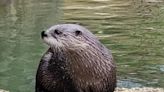 Michigan zoo mourns loss of beloved river otter, father to numerous pups,