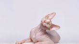 Sphynx Cat Escapes the Vet's Office Like a Legit Harry Houdini