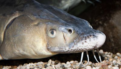 Feds: Lake sturgeon don't need Endangered Species Act protections