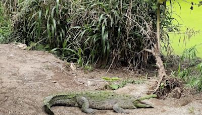 Mueren 7 animales tras el cierre de los zoológicos en Costa Rica