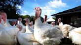 Turkey list: Florida TaxWatch spotlights $17.4M in Hillsborough-Pasco-Pinellas budget turkeys