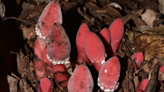 These parasitic plants force their victims to make them dinner