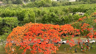 初夏季節限定 仁義潭鳳凰木火紅花海網友選為國內必拍花景之一