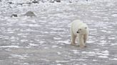 Missing a Global Climate Target Could Spell Disaster for These Polar Bears