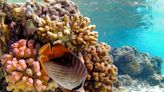 Private Equity Sees the Coral Crisis as an Investment Opportunity