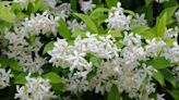 This Plant Makes Your Garden Smell Like Vanilla All Season