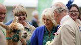 Queen Camilla Strokes an Alpaca in Wales