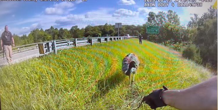 Deputies safely capture loose emu near U.S. 36 in Vermillion County