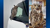 Wildlife center rescues owl found on truck outside of Pennsylvania business