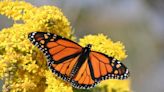 Russia reportedly discusses nukes in Ukraine, Monarch butterflies use FedEx: 5 Things podcast