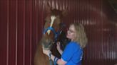 Legacy Ranch in Lockport provides equine therapy for people of all abilities