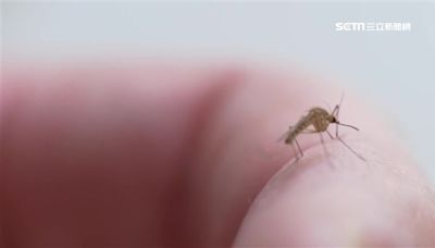 「怎麼都只叮我」？醫揭8種人蚊子最愛 O型血上榜