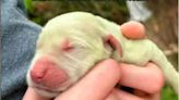 Cachorrita con pelo verde enternece las redes