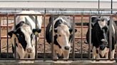 Productores de Jalisco denuncian que industrias privadas prefieren importar leche en polvo