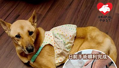 被欠債主人狠心棄養 狗女從漁護署救出後又患膿腫 - 香港動物報 Hong Kong Animal Post