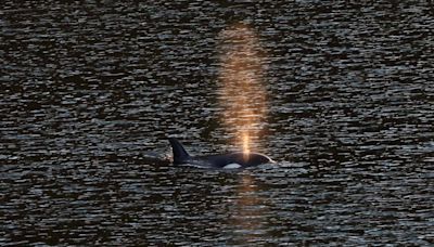 Whale researcher says orphan orca 'likely' seen off Vancouver Island at Friendly Cove