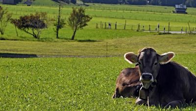 Alerta en Europa: detectaron un caso de la enfermedad de la “vaca loca”