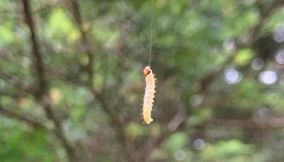 Tongass National Forest exits years-long insect outbreak with a ‘bad haircut’