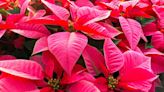 Are poinsettias poisonous? Plus other things you might not know about the Christmas plant