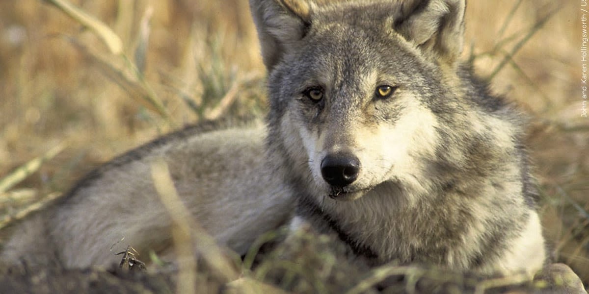 Colorado wolves explore new territories