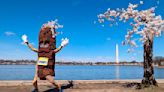 So long, Stumpy: Social media phenom among more than 100 iconic cherry trees in Washington being cut down