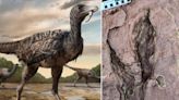 Huge dinosaur footprints belonged to one of the largest raptors ever