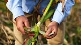 Chicharrita: expertos piden esperar hasta julio para tomar decisiones en la siembra de maíz