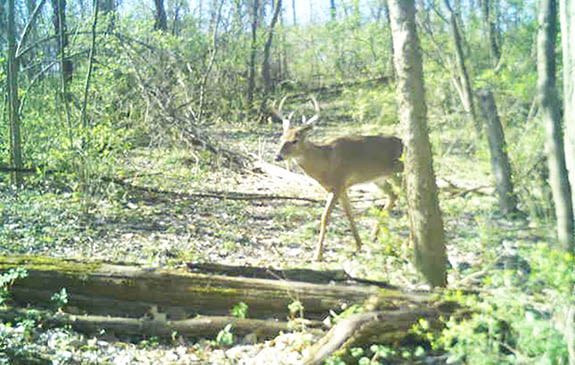 Jeremiah Haas: Mother Nature doesn’t follow ‘the book’ - Outdoor News