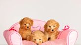 Poodle Puppies: Cute Pictures and Facts