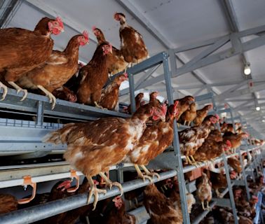 澳洲出現首宗人類感染甲型禽流感H5N1：無證據顯示發生傳染