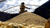 Soja cai para mínima de quase 4 anos; milho e trigo recuam com perspectivas de oferta Por Reuters