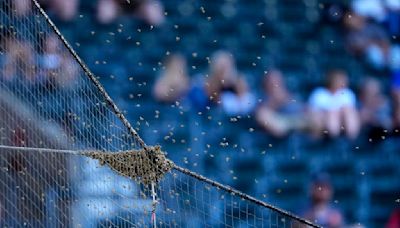 Bee Game: Dodgers and Diamondbacks delayed due to bee swarm