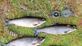 Black flies and brook trout create great adventures in the Adirondack backcountry - Outdoor News
