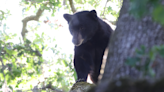 Black bear found dead in plastic bag near trail, officials investigating