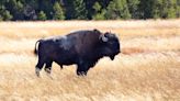 83-year-old woman gored by bison in Yellowstone National Park
