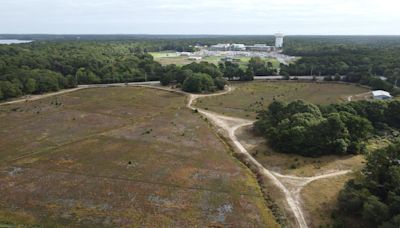 42 acres will be 'rewilded' in Harwich. Find out what it's all about.