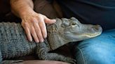 Wally, the emotional support alligator once denied entry to a baseball game, is missing