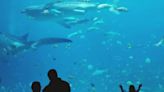 Aquarium Supply Website in Hot Water Over CIPA Claims