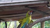 Conozca la historia de Thomás, el único papagayo de Guayaquil que vive en el Parque Histórico, a sus padres biológicos y su madre científica, Rafaela Orrantia