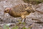 Common pheasant