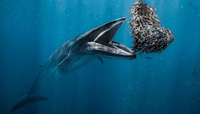 Maravillas del océano al descubierto: las mejores FOTOS del Ocean Photographer of the Year 2024