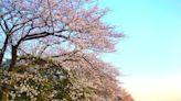 日本京都可騎腳踏車悠閒欣賞美麗櫻花景點