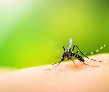 Zika virus testing can now be done at AIIMS Rajkot; results to be available in 24 hours - The Economic Times